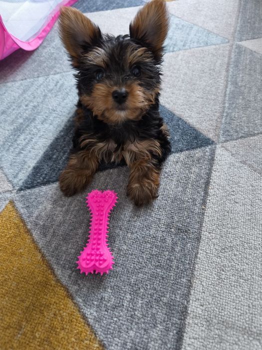 Йоркширские терьеры девочки и мальчики