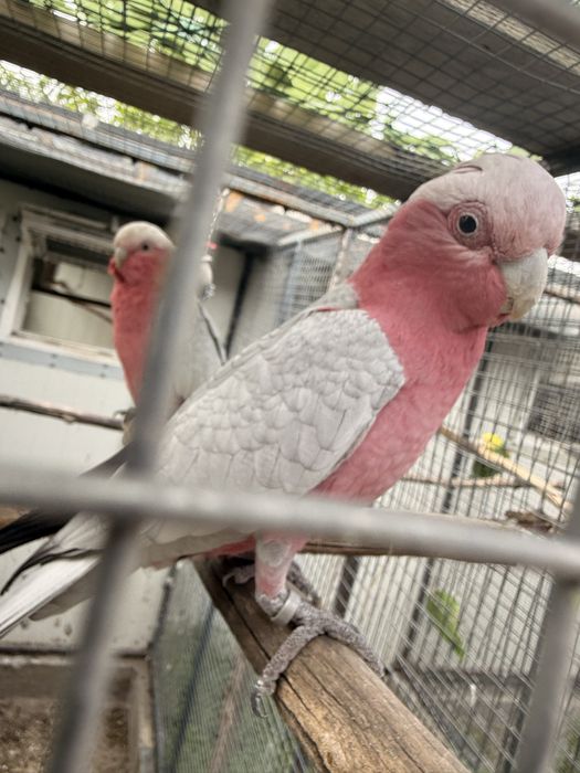 Pui papagal rosa kakadu crescut la seringa