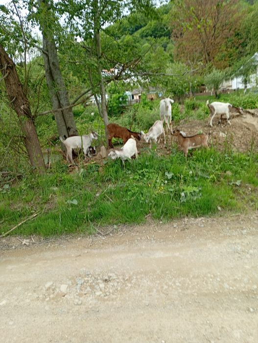 Ieduti de vanzare