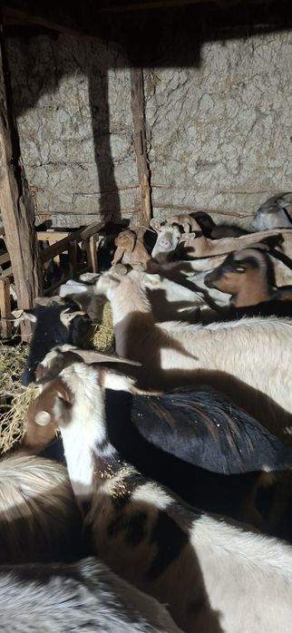 Vând capre fătate si gestante