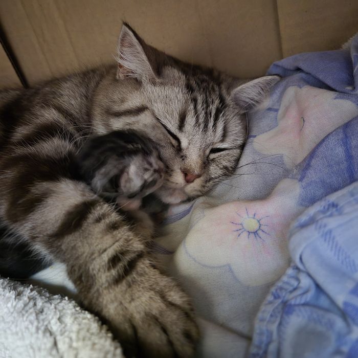 Котята шотландские