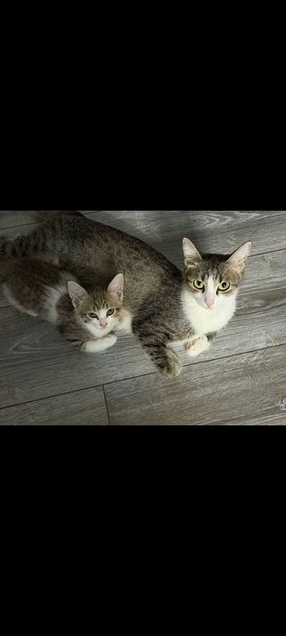 Кошка в добрые руки