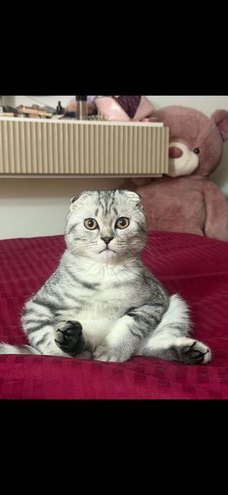 Передержка кошек