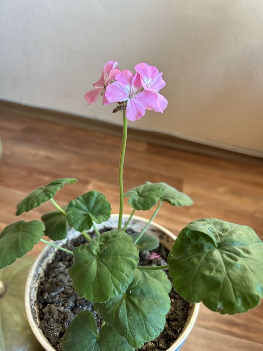 Продам  герань, хлорофитум