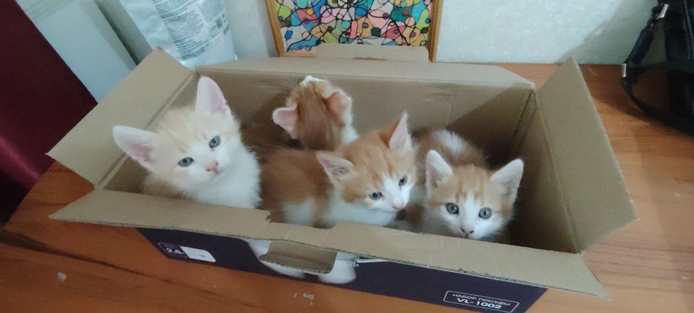 Котенок  отдам хороших рук