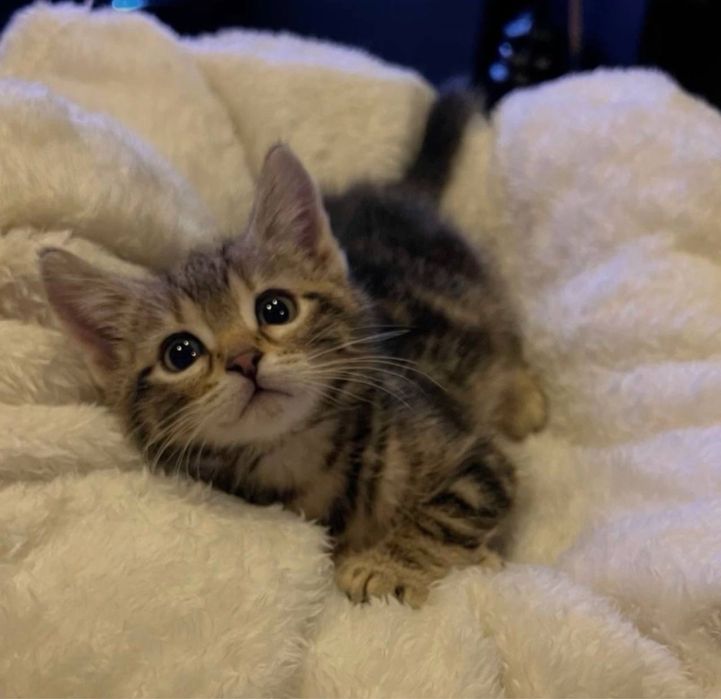 Милый котенок-3 мес (девочка)