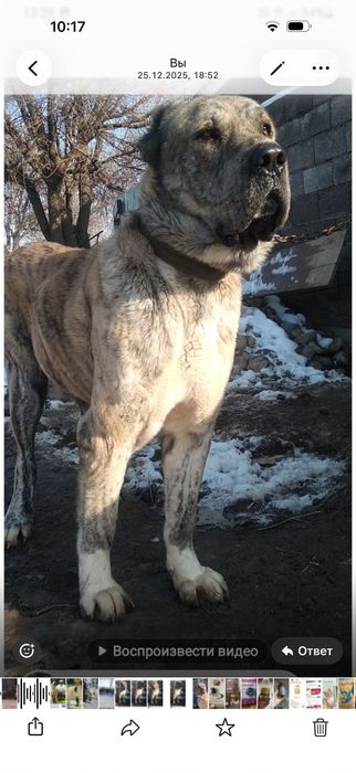 Щенки САО с паспортом