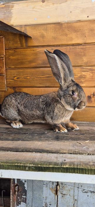 Зайци , великани