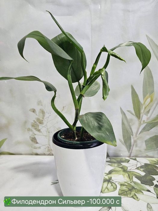 Амариллис, Калатея Макоя, Филодендрон Биркин, Аукуба, Аглаонема пиктум