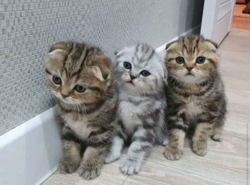 В Продаже Котята