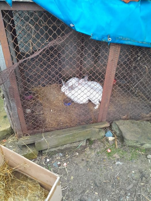 Заек бял червени очи