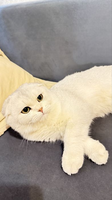 Шотландский вислоухий кот