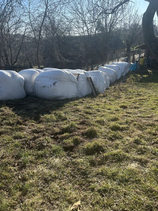 Vand 10 baloti infoliati