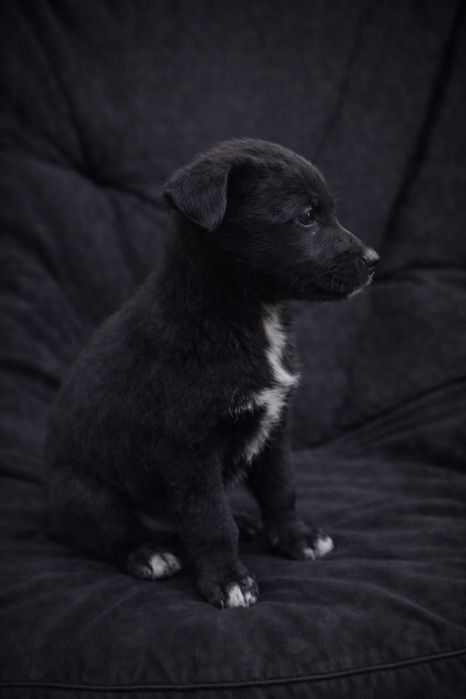 Щенки звоночки очень красивые