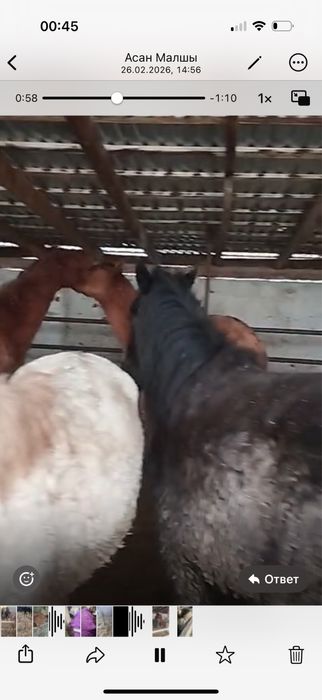 Продаются откормленные кобыллы