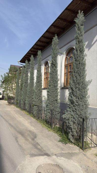 Keparis archa italiyadan keltirilgan