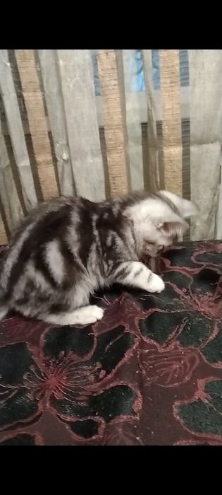 Скоттиш страйт. Мальчики.