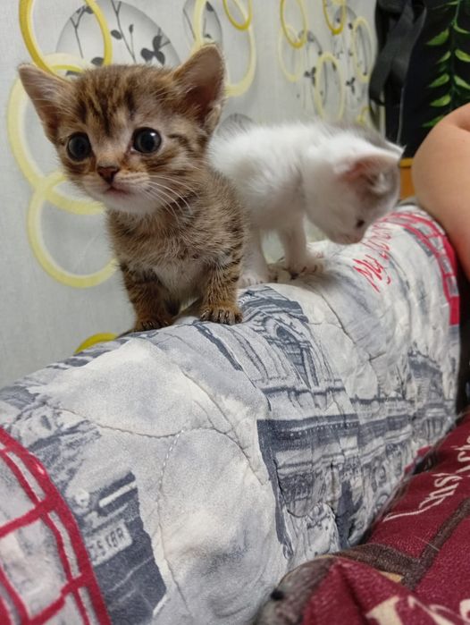 Отдам в добрые руки котят!