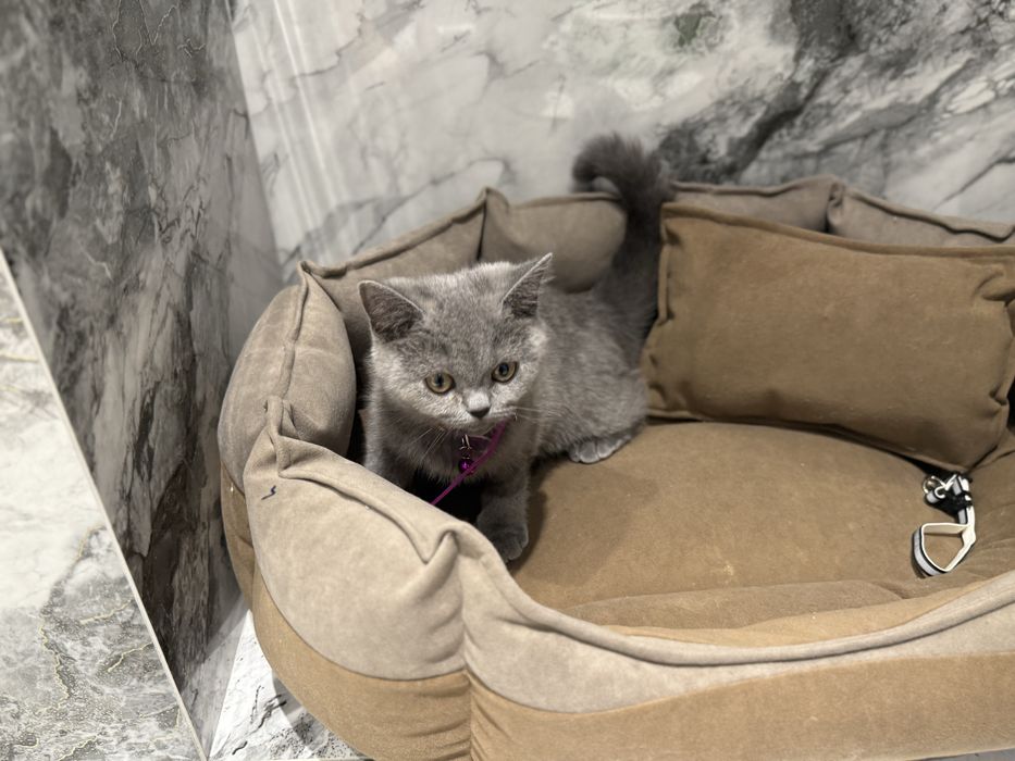 Scottish strait mushuk sotiladi.