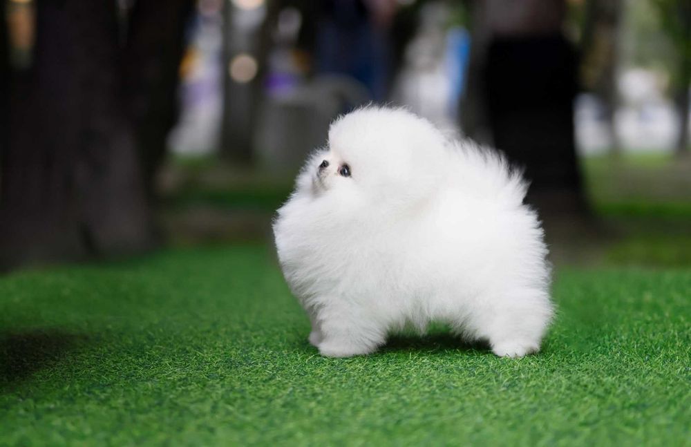 Pomeranian - Catei de  Rasa Pura - Pedigree FCI