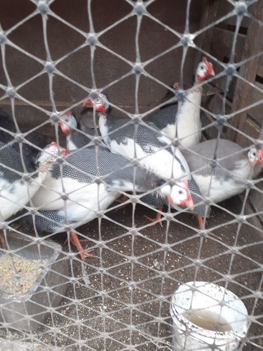 Vând bibilici bălțate și fazani tenebrosi