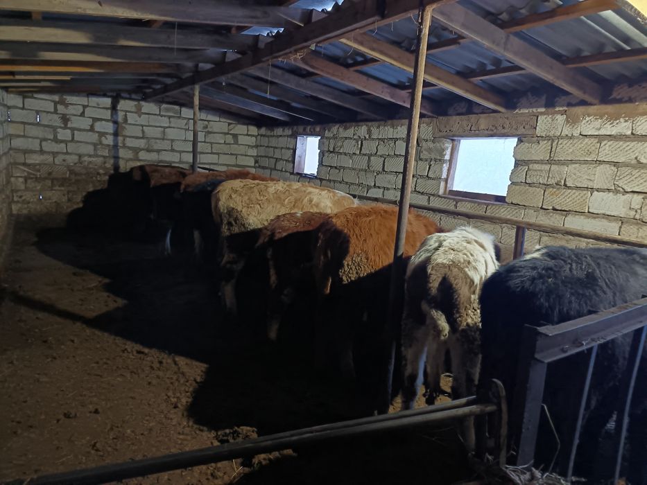 Быки Тёлоки 450000тенге 18голов