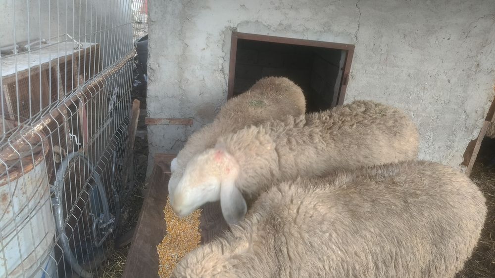 Oi Bergamasca de vânzare