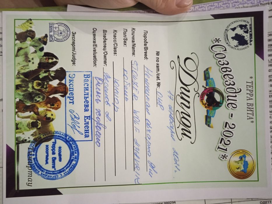 Вязка немецкой овчарки