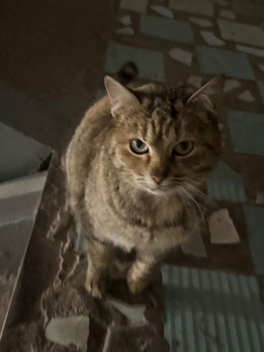 отдам в добрые руки кошку