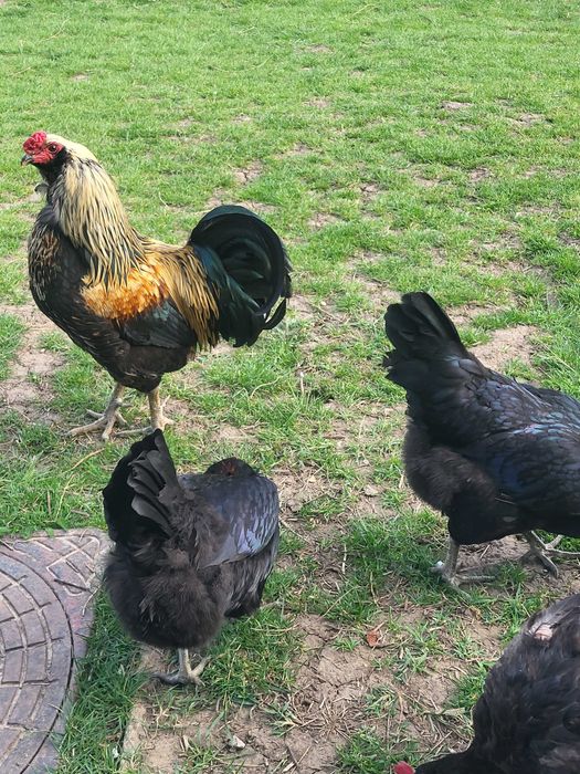 Vand gaini Ameraucana si oua