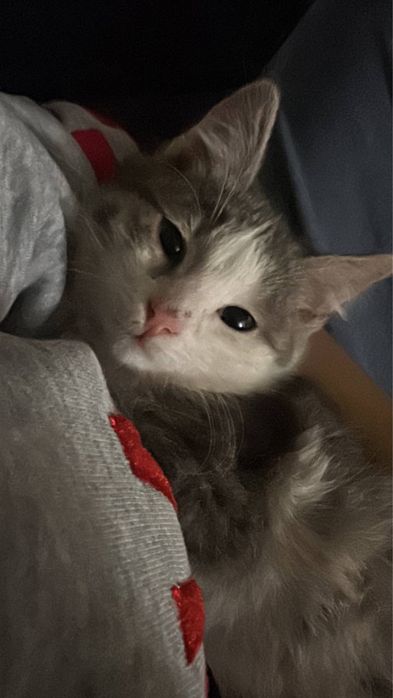 Skotiw fold ota onasi faqat yaxwi mehribon insonlaga beriladi 4 oylik