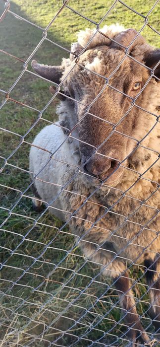 Berbec  rasa țigaie