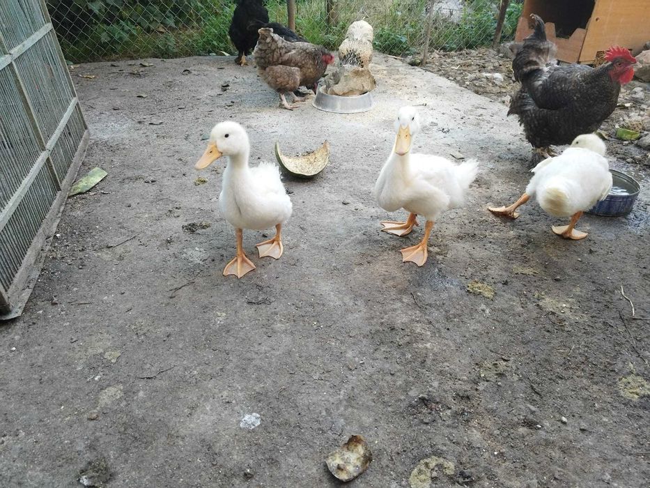 Vand sau schimb rate Pekin de cateva lu i