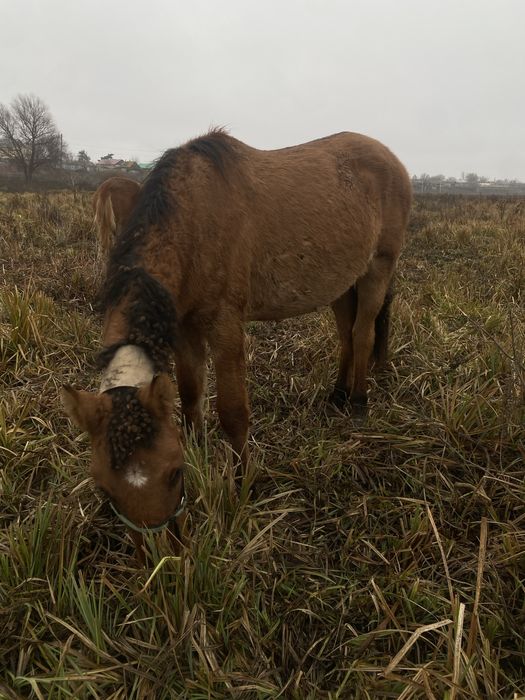 Еркек тай жеребчик Башкир