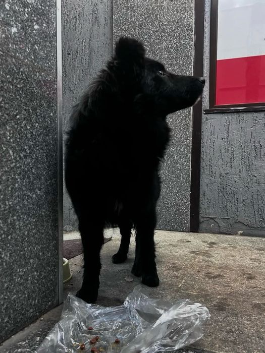 Пес - компаньон ищет человека