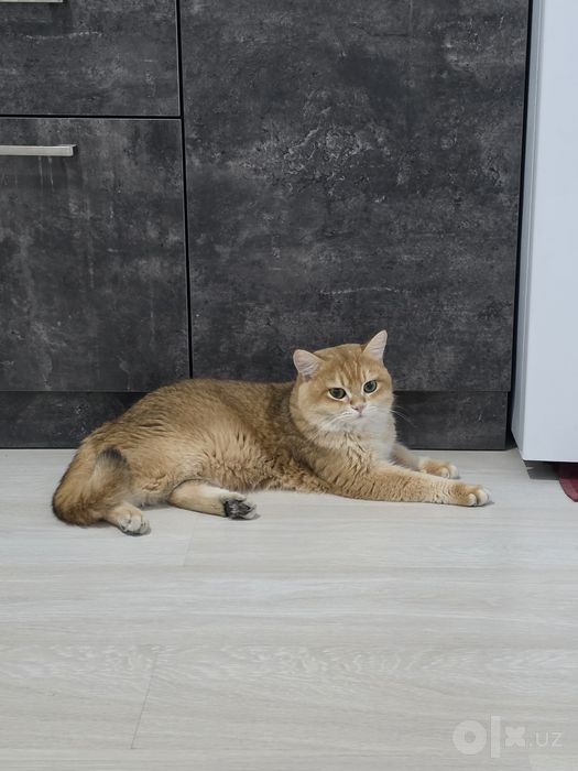 Британский скотиш страйт.