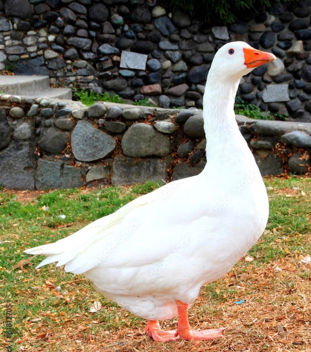 Гъска/ патка за разплод