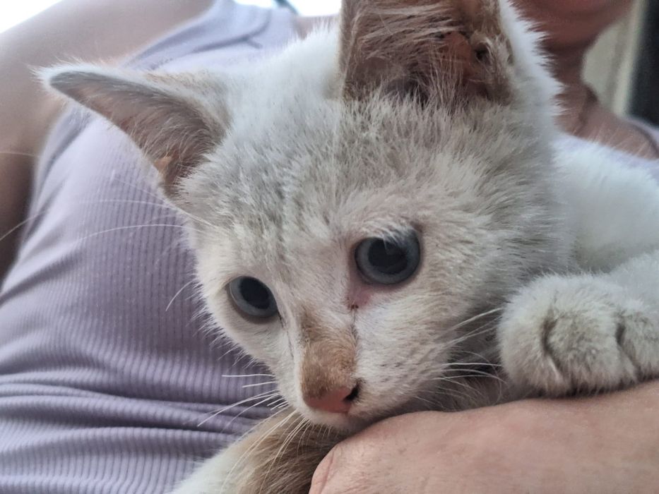 Отдам котенка в добрые руки