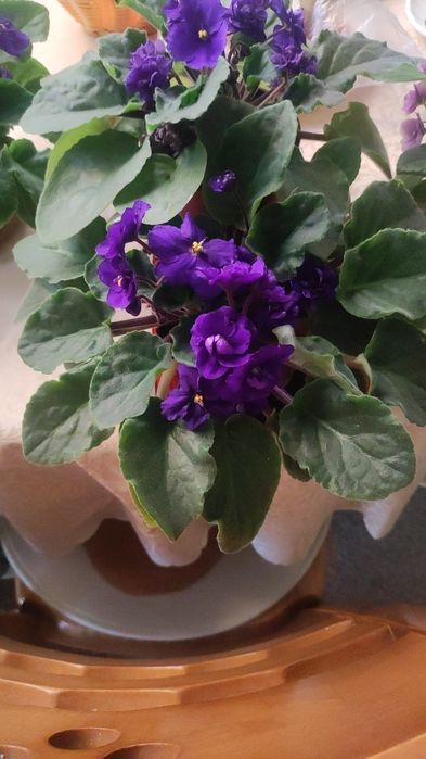 Фиалки молодые цвет