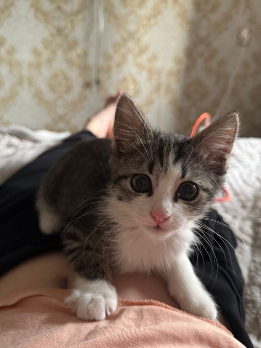 Отдаем в добрые руки котенка