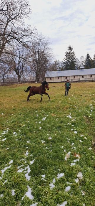 De vanzare armasar Pur Sange Englez