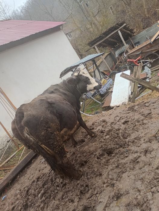 Vaca de-a fata preț negociabil