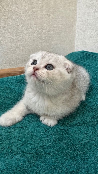 Продаются котята,шотландские скоттиш фолд и страйк