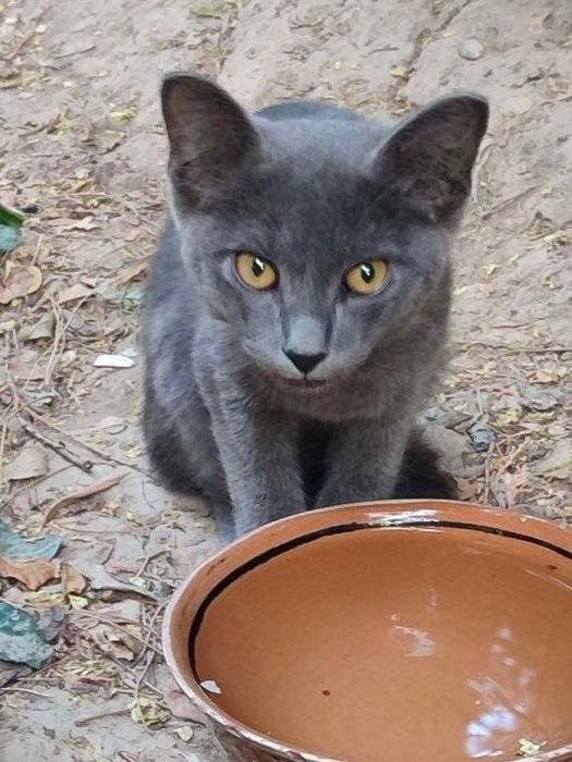 Породистый котенок в добрые руки