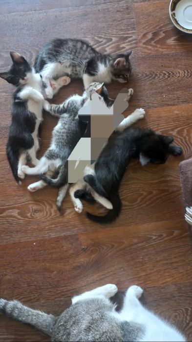 Котята в добрые руки