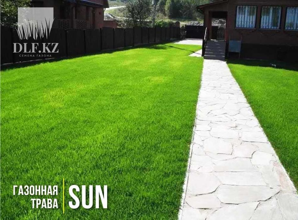 Многолетняя газонная трава