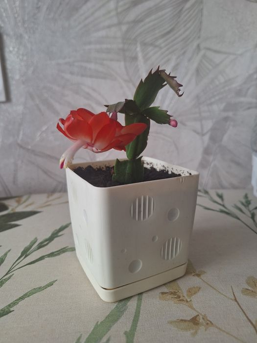 Декабрист (шлюмбергера)