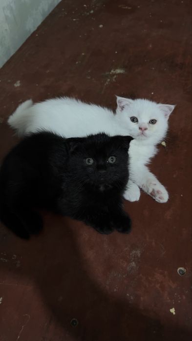 Продаются котята