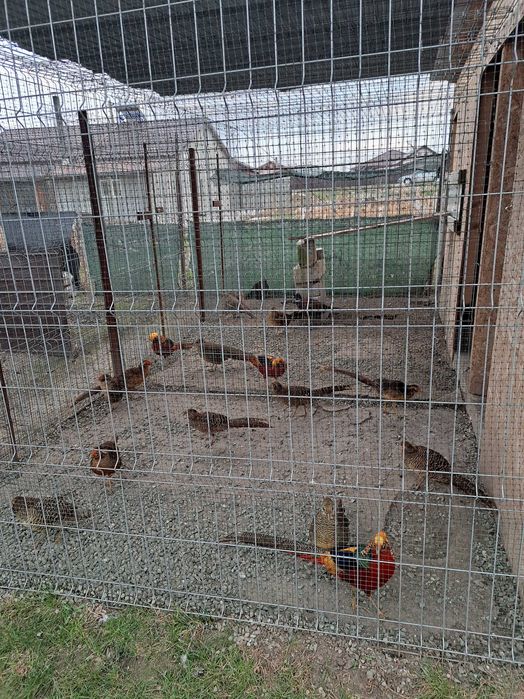 Fazani auriu pe roșu,păuni