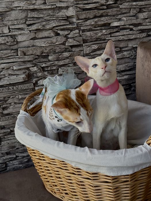 Ориентальные котята